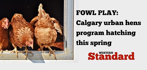 FOWL PLAY: Calgary urban hens program hatching this spring