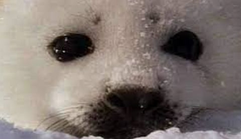 Once-thriving seal export business down to shipping frozen penises