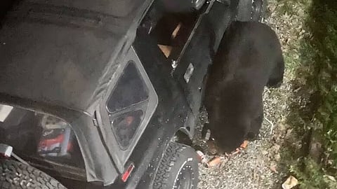 BURPIN' BEAR: BC bear bashes car window, downs 69 cans of soda