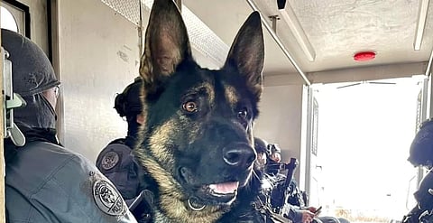 Toronto police K9 officer Bingo shot to death during search for gunman