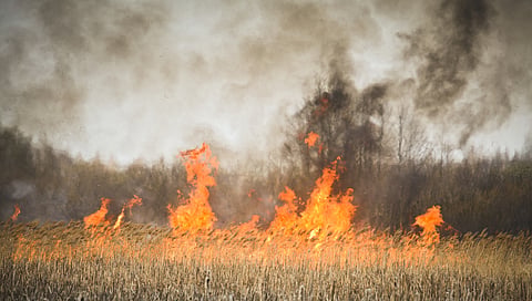 Fire ban issued for City of Edmonton