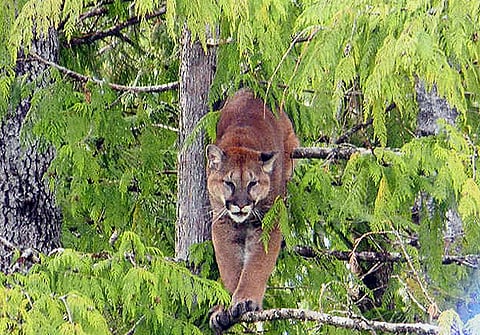 Lower Mainland having Year of the Cat