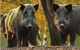 BOAR WAR: Alberta to pay hunters, trappers for wild boar ears