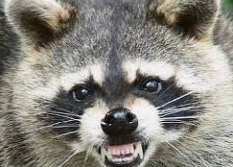 Vancouver woman suffers serious wounds from raccoon attack