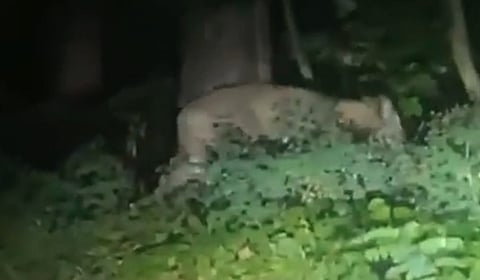 WILD GOOSE CHASE: Berlin 'lion' likely a boar