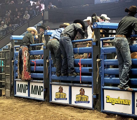 Canadian Western Agribition starts Monday, agricultural and rodeo show for everyone