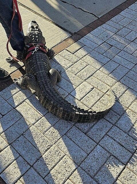 SEE YA LATER, ALLIGATOR: Emotional support 'gator denied entrance to Phillies game