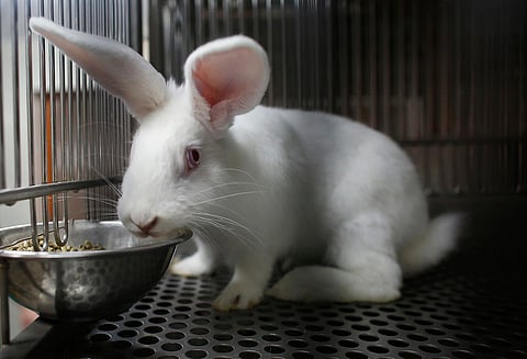 Laboratory rabbit 