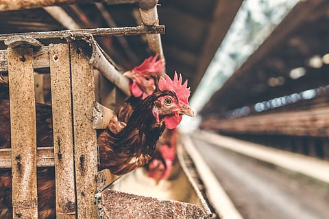 Chickens in the cage on a chicken farm 