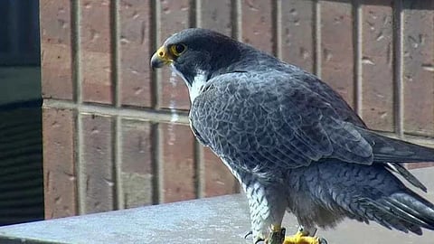 Canadian air force hires falcon experts for $6 million