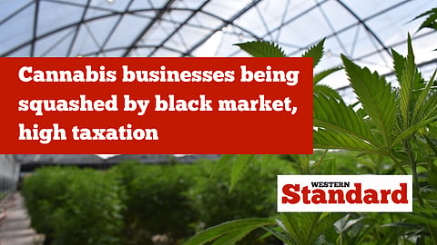 Cannabis businesses being squashed by black market, high taxation