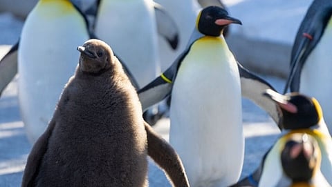WHERE’S BATMAN?: Calgary Zoo names penguin chick Alfred