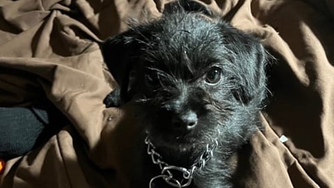 LITTLE BIT OF MISFORTUNE: Surrey RCMP searching for stolen dog