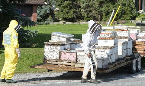 BEE AWARE: Five million bees fall off truck in Toronto