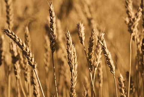 Wheat Growers Assoc warns of cost of government-made food crisis