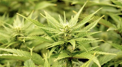 Cannabis seizures at US-Canada border up 929% after legalization