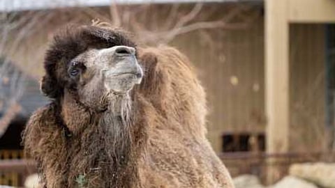 Ollie was an 11-year-old male Bactrian camel who lived at the Calgary Zoo.