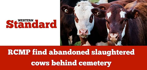 RCMP find abandoned slaughtered, skinned cows behind cemetery