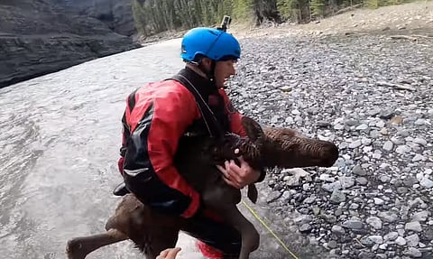 WATCH: Kayakers rescue moose calf from swift-flowing river