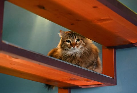 CAT CHAOS: Cat couple shutdown with over 50 cats in apartment