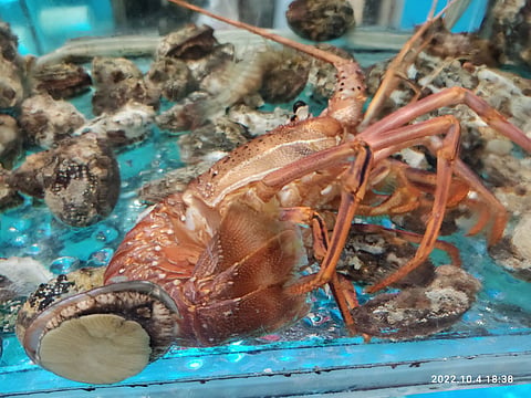 RUBENSTEIN: The endless Maritime lobster war