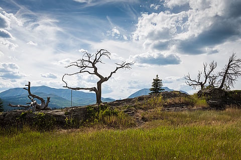 ON A LIMB: Sacred tree impeding Trans Mountain completion