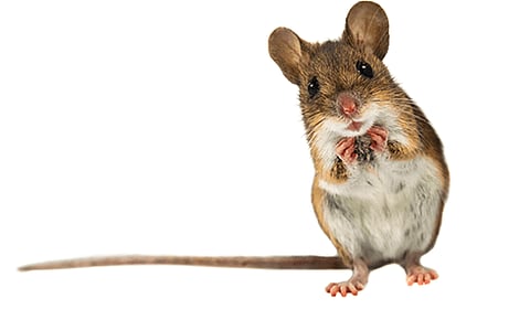 HORNY MICE: Chinese scientists grow deer antler on mouse