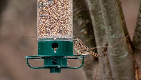 SPCA says take down your bird feeders with growing bird flu risk