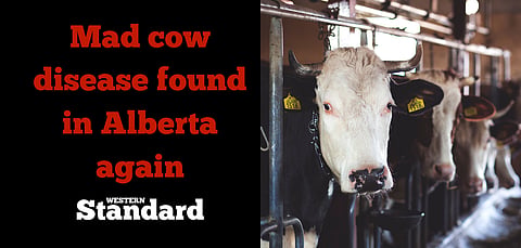 UPDATE: BSE found in Alberta cattle again