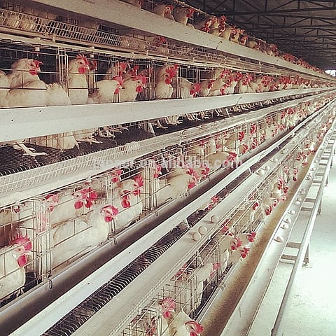 An explosion of Avian Flu in Alberta and BC has farmers on alert.