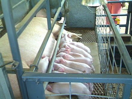 PIGGING OUT: Supreme Court ruling on California swine proposition could spark NAFTA-style trade dispute