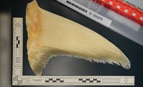 BC company fined for illegally importing fins from 3,100 sharks