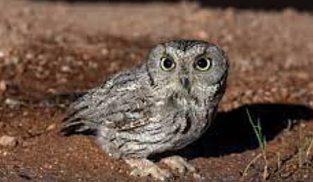 Sightings of threatened owl in Fairy Creek watershed