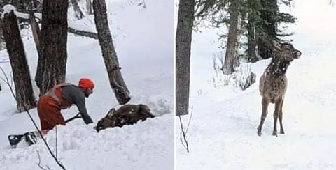 BC man able to dig out elk buried in avalanche