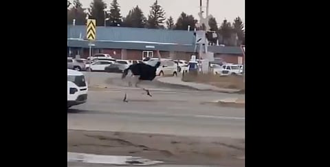 WATCH: Herd of 20 flightless ostriches fly the coop in Taber, prompting Mountie roundup