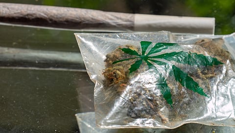 Pot busts down 95% since legalization