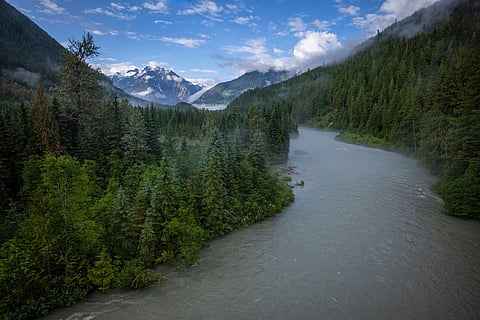 75,000 hectares of ancient forest now protected in BC