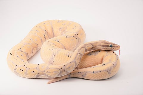 SSSSSSSSTICK 'EM UP:  Robber threatens Calgary bank clerk with venomous snake