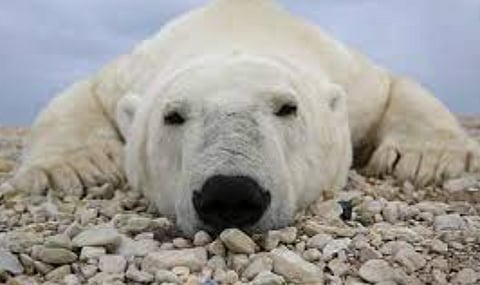 Wilder Institute/Calgary Zoo receives an additional $3 million donation to build polar bear sanctuary