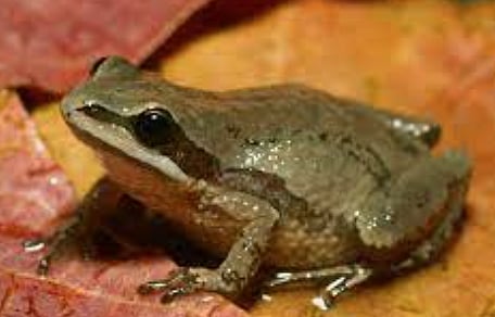 Liberals leap to save Montreal frogs that are in danger of croaking