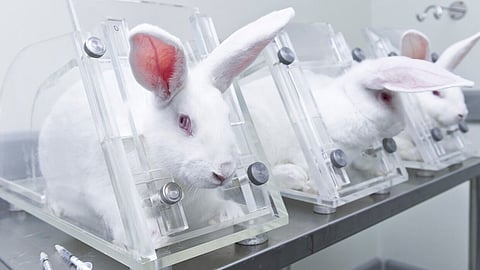 Liberals to ban bunny testing