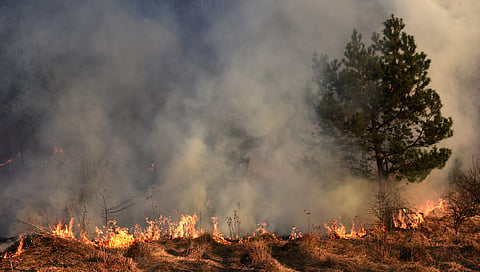 WS Poll: Have you changed your lifestyle because of the wildfire smoke?