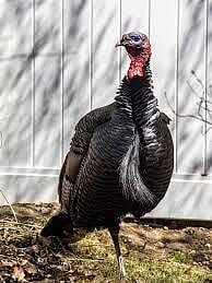 Calgary to erect statue to rogue turkey