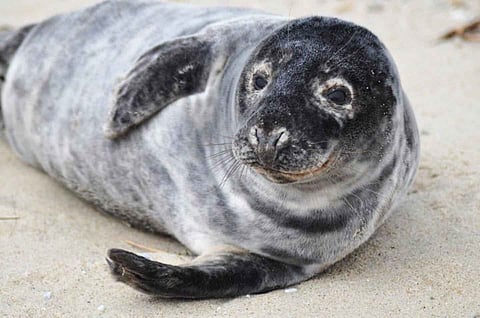 Seal hunters ask gov’t to boost demand for seal meat, won't 'replace beef'