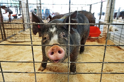 Canadian researchers create COVID-style rapid test for deadly livestock infections in pigs