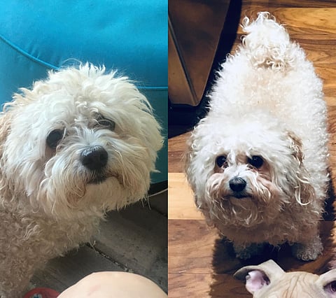 BOLO: Calgary police ask for public’s help to find stolen dog