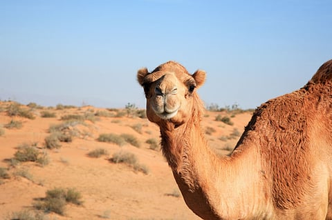 Health officials watching for “Camel flu” from Qatar World Cup attendees coming home