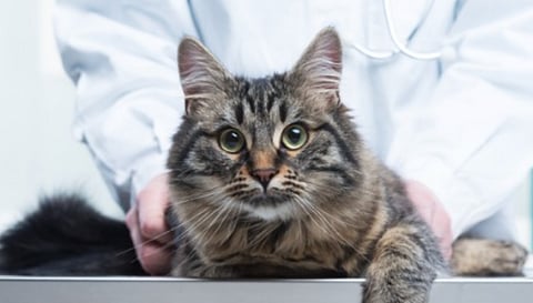 Cat getting a checkup
