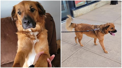 Calgary police find missing dog taken during break and enter