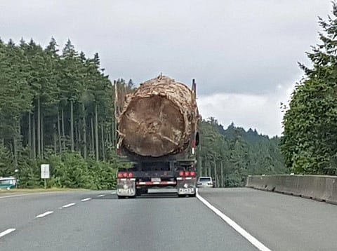 Photo of old growth tree hauled down BC highway goes viral